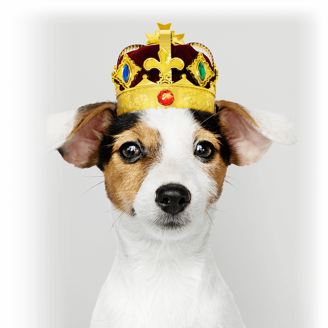 treats_petperonis_5